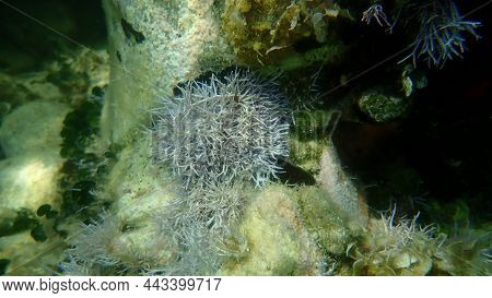 Red Algae Amphiroa Rigida Undersea, Aegean Sea, Greece, Halkidiki