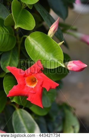 Mandevilla Sundaville Early Scarlet Flower - Latin Name - Mandevilla Hybrida Sundaville Early Scarle