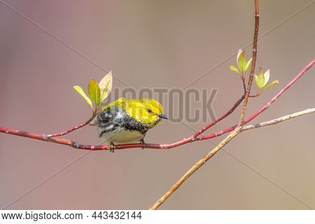 Black-throated Green Warbler Perched On A Tree