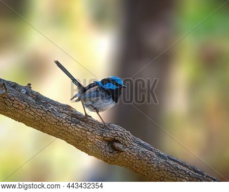 Superb Fairywren Perched On A Tree In Australia