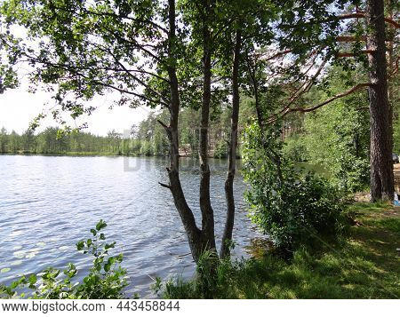 Three Trees With Some Roots. The Forest Surrounds A Beautiful Lake With Clear Water. Lake Shore With