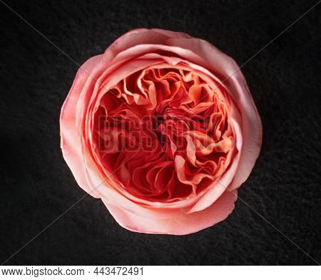 Delicate Flower On A Black Background. Bright And Beautiful Flower.