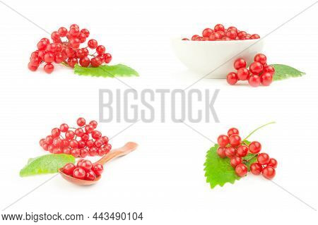 Set Of Pimbina Berries On A White Background Cutout