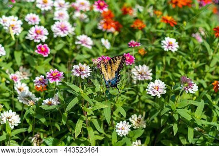 Beautiful Butterfly In Field Of White, Pink, And Red Flowers.