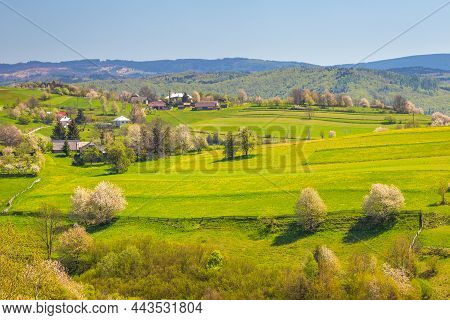 Spring Rural Landscape With Flowering Fruit Trees On A Sunny Day. The Village Of Hrinova In Central 