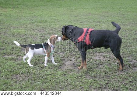 Rottweiler And Beagle Dog Meet And Get To Know Each Other At The Dog Park.