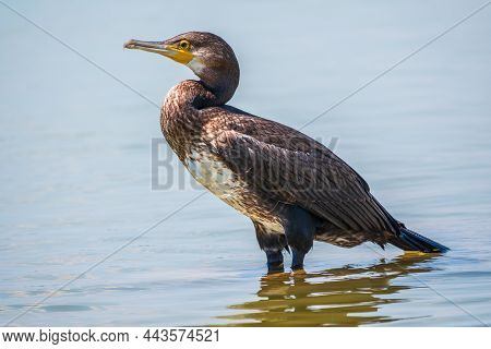Great Cormorant, Phalacrocorax Carbo, Standing In Water On The Sea Shore. The Great Cormorant, Phala