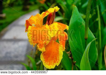 Canna Yellow King Humbert Burbank. Canna Close Up Indian Shot.