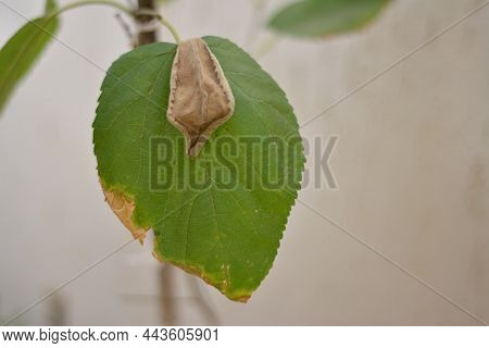 Blackberry Fruit. Blackberry Fruit Photo Zoom Of Fruit Leaf With Green Color And Sunburnt In Home Ga