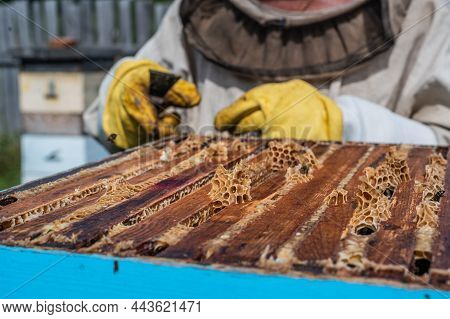Close Up Shot Of A Beehive Being Opened With A Metallic Tool By Beekeeper.