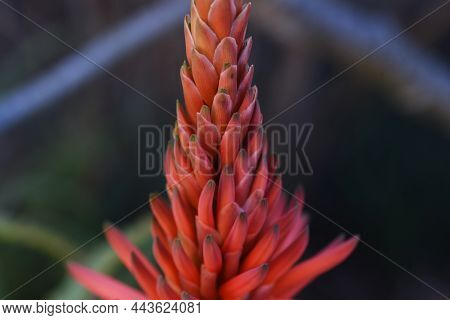 Aloe Flowers. Xanthorrhoeaceae Perennial Succulent Plants. The Flowering Season Is From December To 