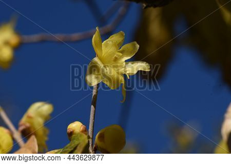 Winter Sweet Flowers. Calycanthaceae Deciduous Shrub. The Flowering Season Is From December To Febru