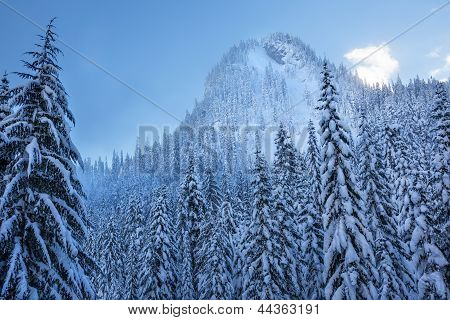Pokryte śniegiem evergreeny lasu Snow Mountain Peak Snoqualme Pass Washington