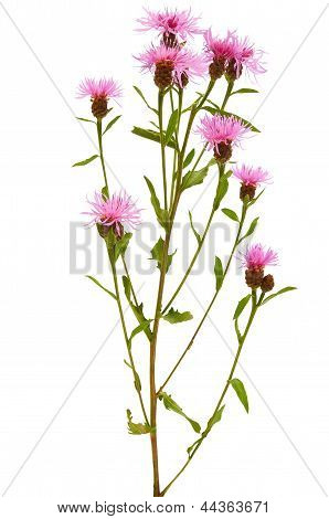 Kornblomst (centaurea Jacea)