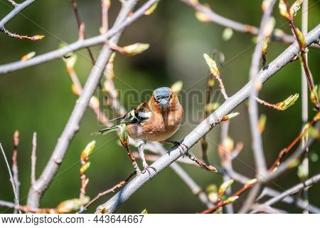 Common Chaffinch Sits On A Branch In Spring On Green Background. Beautiful Songbird Common Chaffinch