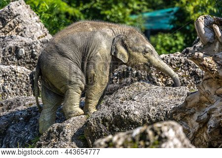 The Asian Elephant, Elephas Maximus Also Called Asiatic Elephant, Is The Only Living Species Of The 