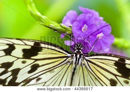 Fjäril på nära håll