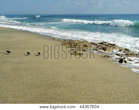 Sandpipers on the Beach