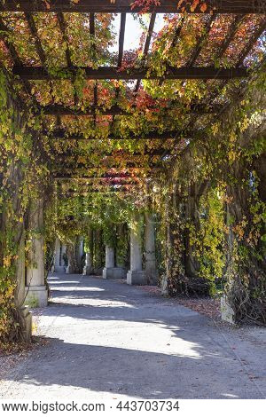 Pergola In Wroclaw On An Autumn Sunny Day, Colorful Leaves Of Virginia Creeper On A Background Of Bl