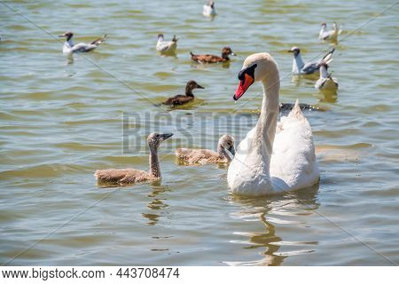 A Female Mute Swan, Cygnus Olor, Swimming On A Lake With Its New Born Baby Cygnets. Mute Swan Protec