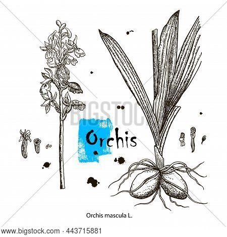 Vector Images Of Medicinal Plants. Detailed Botanical Illustration For Your Design. Biological Addit