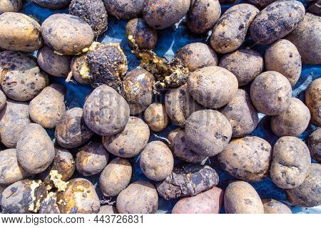 Poorly Preserved Potatoes Lying In The Sun During Winter, Selective Focus