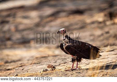 Red Headed Vulture Or Sarcogyps Calvus Or Asian King Or Indian Black Vulture Closeup Or Portrait At 