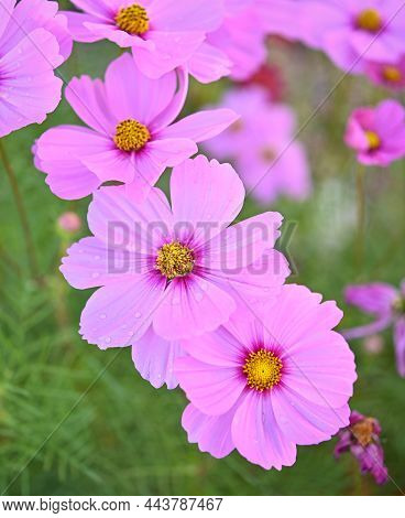 Beautiful Cosmos Flowers Are Blooming In Gardan.