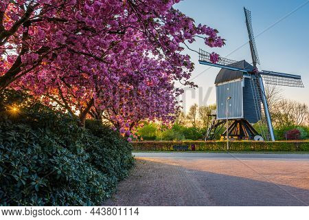 17th-century Windmill, Called 'de Akkermolen' In The Dutch Village Of Zundert, With A Beautiful Bloo