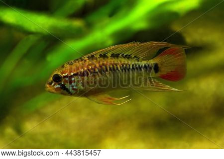 Apistogramma Macmasteri, American  Dwarf Cichlid In Aquarium .
