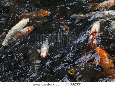 Koi im Teich