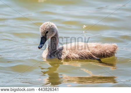 Beautiful Baby Cygnet Mute Swan Fluffy Grey And White Chicks. Springtime New Born Wild Swans Birds I