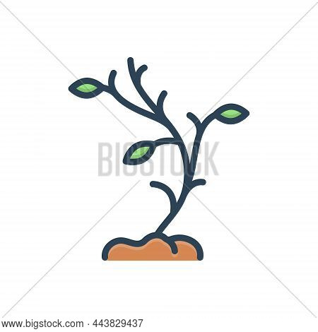 Color Illustration Icon For Few Some Not-many Plant Leaf Succinct Trifling Slight Insignificant Friv