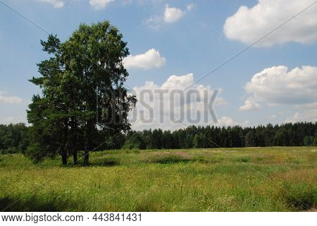 Three Trees Grow Side By Side In The Field. Summer Day. Blue Sky. There Are White Clouds In The Sky.