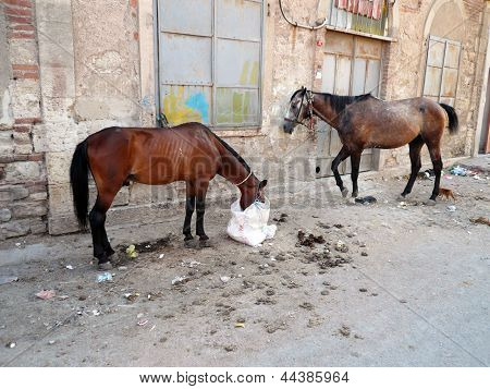 Caballos gitana se alimentan de calles