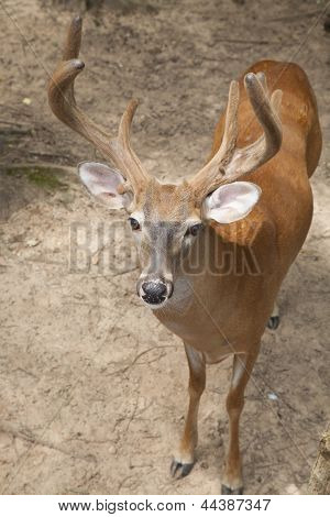 Buck nachschlagen