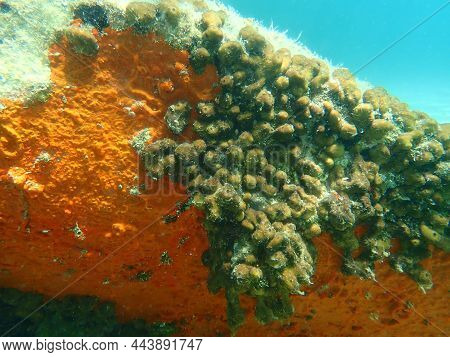 Red Encrusting Sponge Or Orange-red Encrusting Sponge (crambe Crambe) And Сhicken Liver Sponge Or Ca