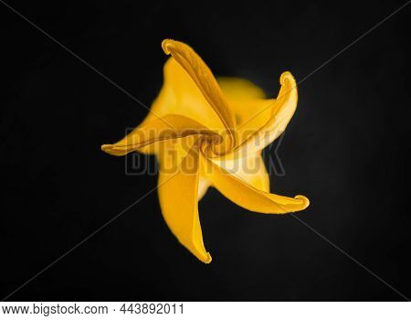Top View Of A Flower On A Black Background. Studio Shot.