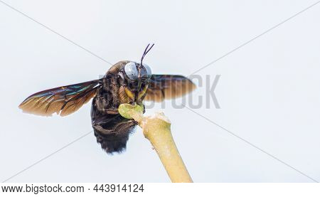A Black Carpenter Bee Close Up Macro Shot Various Background