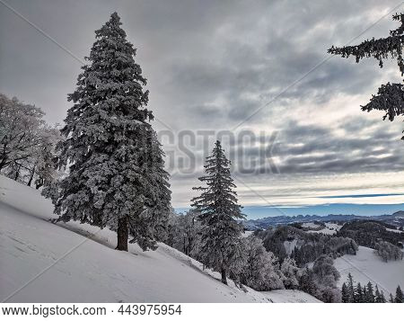Winter Landscape On A Large Hill In The Zurich Oberland. Winter Atmosphere With Lots Of Snow And A V