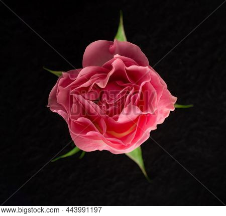 Delicate Flower On A Black Background. Closeup.