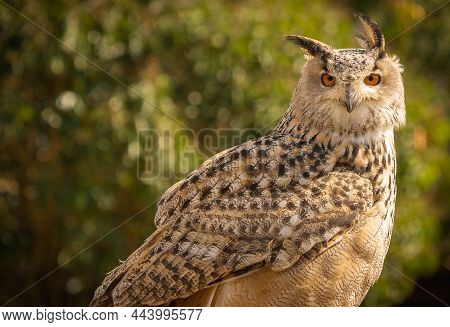 Portrait Of A Large Brown Eared Eagle Owl On A Forest Background