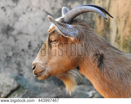 A Goat On A Farm In Sevierville, Tennessee
