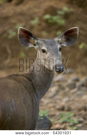 Sambar Deer