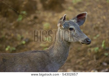 Sambar Deer