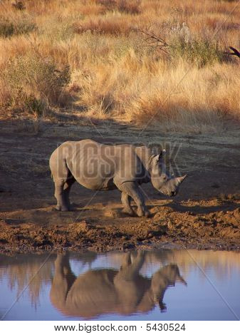 Africké Rhino