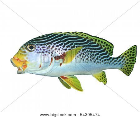Spotted Sweetlips fish isolated on white background