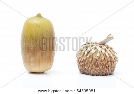 Acorn