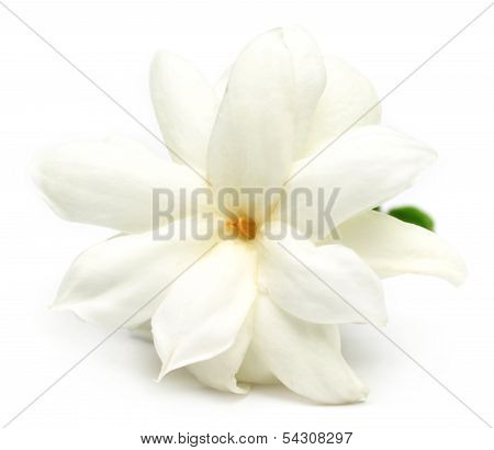 Jasmine Flower