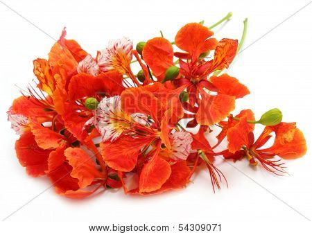 Delonix Regia Or Krishnachura